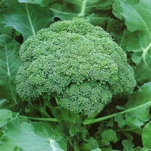 Seminte de Broccoli Calabrese (1.5 g - 375 seminte), soi semitimpuriu, capatani mari, netede, verde inchis, Agrosem